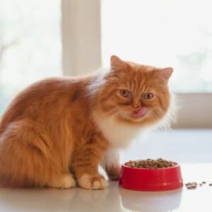 What are the Benefits of Feeding Best High Fiber Cat Food?