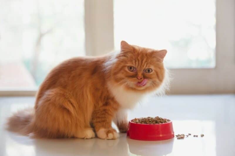 What are the Benefits of Feeding Best High Fiber Cat Food?