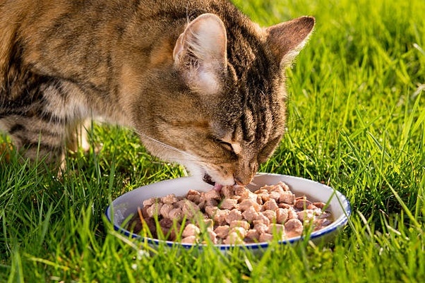 best high fiber cat food