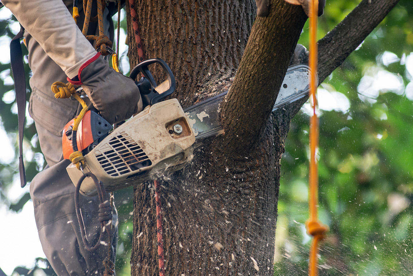 local tree service near me
