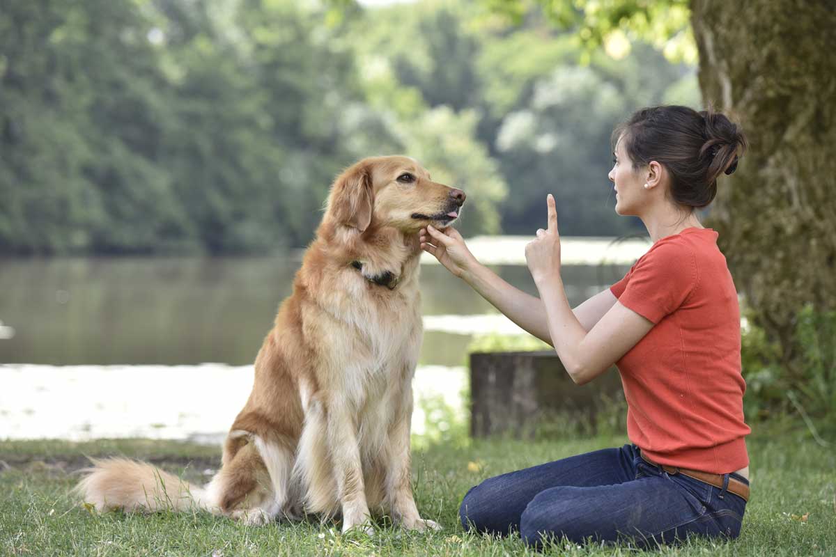 Dog Training Tips