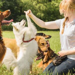 Dog Potty Training Tips